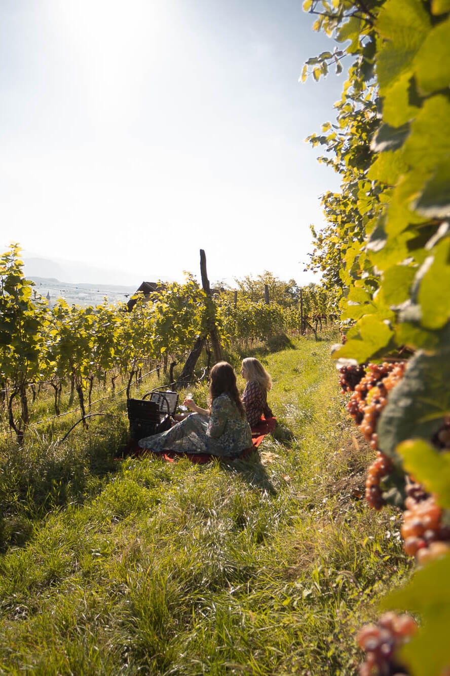 Umgebung - Weinreben